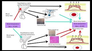 Principles of Homeostasis OCR A ALevel Biology 511 Communication and Homeostasis [upl. by Levina575]