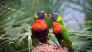 Swainson Lori keet parrot taking  Lori keet bird beautiful sound  lovepetsa [upl. by Luna42]