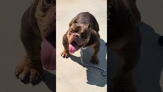 Exotic Micro Bully bullybreed exoticbullypuppy [upl. by Des]