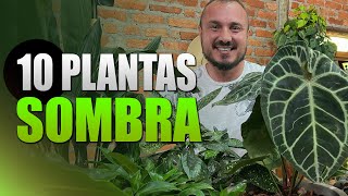 10 Plantas de SOMBRA para ambientes internos  Decore sua casa ou apê [upl. by Nref]