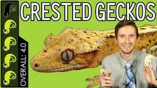 Crested Gecko The Best Pet Reptile [upl. by Hollerman]