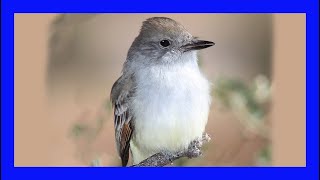 Ashthroated Flycatcher Singing Calling Sound Papamoscas Cenizo Canto  Myiarchus Cinerascens [upl. by Ikceb]