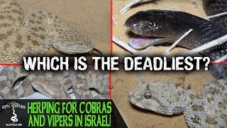 HERPING FOR COBRAS AND VIPERS IN ISRAEL [upl. by Goodkin201]