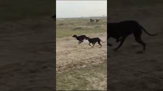 greyhound greyhoundrace jahazi livedoor doglover ShoqDiGalAa viralvideo trendingshorts [upl. by Lounge]