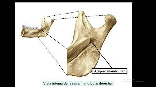 Língulas en Anatomía ¿Cuántas se describen en el cuerpo humano [upl. by Heath]