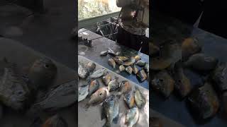 Bream Fishing in Mid July Florida Public Land [upl. by Leggat]