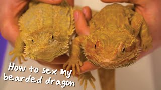 How to determine the sex of your bearded dragon [upl. by Launam]