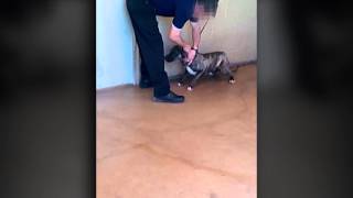 WARNING Sensitive material  Animal Control video shows improper euthanasia practices [upl. by Meldoh]