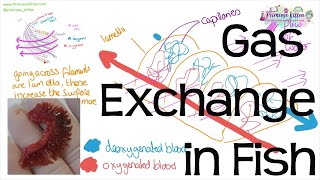 Gas Exchange in Fish  Countercurrent Principle and Head Dissection  Revision for Biology ALevel [upl. by Aldrich]