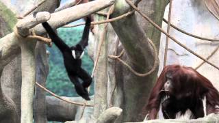 Gibbon and orangutan meet hang at Brookfield Zoo [upl. by Eekaz]