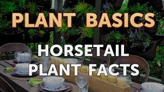 Horsetail Plant Facts [upl. by Feune]