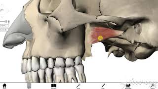 Lateral pterygoid muscle 3 [upl. by Rayshell]