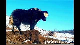 Архангай Булган сум дуу Булган тамирын хангай Bulgan sun tamiriin hangai [upl. by Rosena]