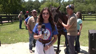 Founder’s Day of Caring What is Hoofprints in the Sand [upl. by Artimas]