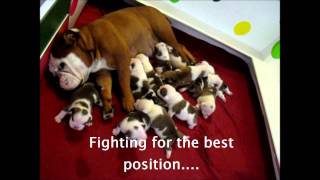 12 English Bulldog Puppies 2 weeks old Englische Bulldog Welpen [upl. by Araeic]