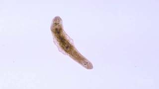 Ciencia en un Minuto Planaria [upl. by Saberhagen]