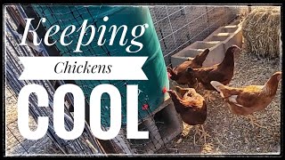 How To Keep Your Chickens Cool During An Arizona Summer heatwave hens [upl. by Hanahsuar]