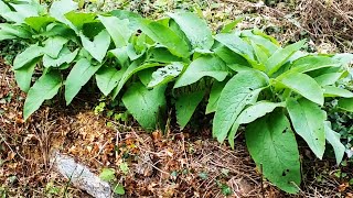 🦋 La CONSOUDE lamie des arbres fruitiers🦋 PAUSE JARDIN [upl. by Innus]