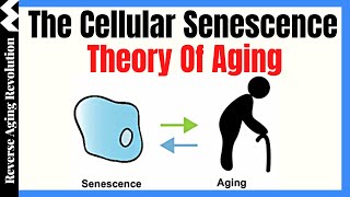 The Cellular Senescence Theory Of Aging  Dr Darren Baker Presentation Clips [upl. by Junko492]