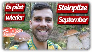 Pilze ohne Ende  Beste Steinpilze madenfrei sammeln endlich Pilzglück im September [upl. by Anerrol]