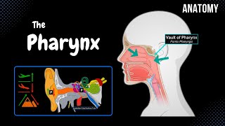 Pharynx Anatomy Parts Layers Muscles [upl. by Tuesday985]