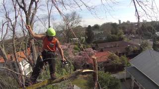 Pruning large trees [upl. by Sochor]