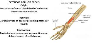 Abductor pollicis longus extensor pollicis longus and extensor pollicis brevis [upl. by Pollack]