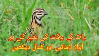 raat k waqat batair ki awaz 2024 [upl. by Wendt]