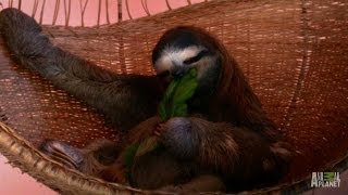 A Throne Fit for a Sloth Queen  Meet the Sloths [upl. by Efren565]