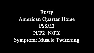 Symptoms Of PSSM2 Muscle Twitching Rusty [upl. by Silevi306]