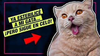 Mi gata está ESTERILIZADA pero aún entra en CELO 🙀 LA GATERÍA TV [upl. by Williamson]