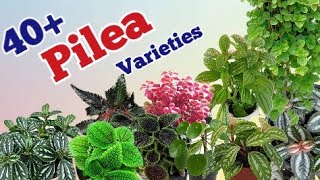 40 Pilea plants varieties types of pilea plantsPinkish paradise [upl. by Enid651]