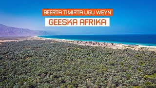 Geesaleey Beerta Timirta ee Ugu Weyn Geeska Afrika [upl. by Haldi984]