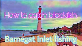 Fishing Barnegat inlet  How to catch Blackfish [upl. by Yona718]