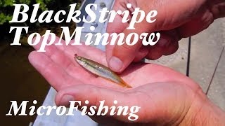 Blackstripe Topminnow MicroFishing in Kentucky [upl. by Horatius]