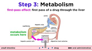 Pharmacokinetics How Drugs Move Through the Body [upl. by Nylesoy373]