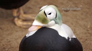 Living Coast Torquay Unusual Eider Duck [upl. by Nyleve367]