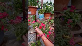 Verbena Flower Plant Care in Summer youtubeshorts viralshorts gardening [upl. by Iniretake]