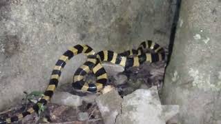 Banded Krait Snake Rescue at Dhupguri [upl. by Akehsar]