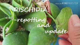 Dischidia update and repot [upl. by Ashlen]