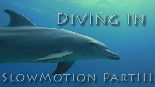 Diving in Slow Motion Part 3 Marsa Alam Maldives 2018 [upl. by Aenat]