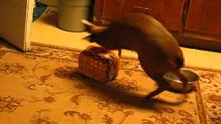 Muntjac deer playing with Easter basket [upl. by Phila773]