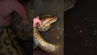 I yoinked a huge anaconda crazysnakeanacondawildlifeyoutubeshortsnatureanimalsviralvideo [upl. by Balsam]