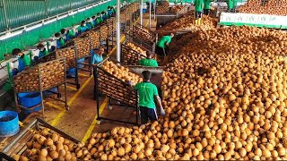 You Wont Believe How Coconut is Produced And What is Made Using Coconut [upl. by Ha]