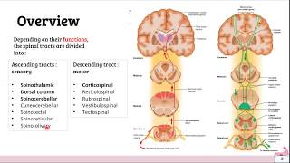 Ascending amp Descending tracts of spinal cord [upl. by Idelson]