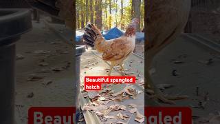 Beautiful Bumgauner Spangled Hatch Broodhen shorts chickens gamefowl [upl. by Ellocin]