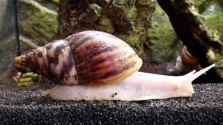 Achatschnecke Achatina reticulata Albino [upl. by Jesh818]