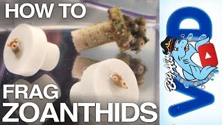 How To Frag Zoanthid Coral  BigAlsPetscom [upl. by Rourke7]