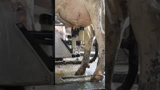 Fullwood JOZ Merlin M2 Milkingrobot [upl. by Kyte]