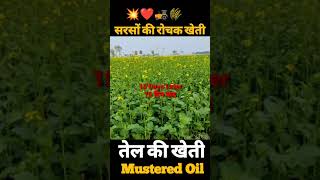 Sarso ki kheti 🚜🌾 Mustard farming  Farming technology shorts shots short [upl. by Greenlee]